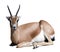 Gazelle Saharian dorcas. Isolated over white