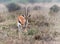 Gazelle in the savannah
