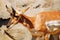 A gazelle stands along a rocky cliff