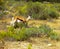 Gazelle walking through bushland