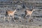 Gazelles in an African forest, Kenya