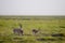 Gazelles, Amboseli