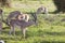 Gazelles in Amboseli, Kenya