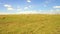 Gazelles or antelopes grazing in savanna at africa