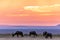 Gazelles Antelopes sunset grazing Savannah Grassland In The Maasai Mara National Game Reserve Park Rift valley Narok County Kenya