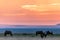 Gazelles Antelopes sunset grazing Savannah Grassland In The Maasai Mara National Game Reserve Park Rift valley Narok County Kenya