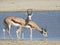 Gazelles drinking water from lake