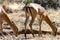 Gazelles eating , Samburu National Reserve, Kenya