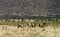 Gazelles and elephants strolling through Samburu grasslands