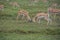 Gazelles fighting