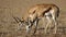Gazelles grazing in savannah.
