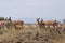 Gazelles, Kenya