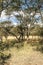 Gazelles in meadows of Tanzania