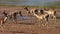 Gazelles by the river , Samburu National Park, Kenya