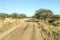 Gazelles in road