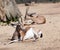 Gazelles on sand