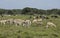 Gazelles, zebras, and wildebeests grazing, Tanzania