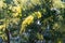 Gazia or acacia farnesiana or mimosa or vachellia farnesiana or yellow popinac or huisache tree are the names of a small tree of