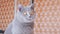 Gazing of a Curious Gray British Cat, Sitting in Room, Looking at the Object. 4K