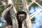 Gazing into the eyes of the Verreaux`s sifaka Propithecus verreauxi