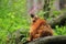 Gazing sclater lemur