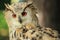 Gazing siberian eagle owl