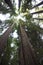 Gazing upward in Humboldt Redwoods State Park