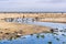 Gazos Creek meandering through sand dunes; Seagulls and Brown Pelicans fishing in the water