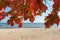 Gdynia - An idyllic view on a colorful trees on the beach in Gdynia, Poland, with calm Baltic Sea in the back