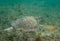 Gean Sea Turtle on a reef in south Florida