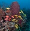 Gean Sea Turtle on a reef in south Florida