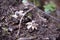 Geastrum - earthstar inedible mushroom. Interesting puffball-like mushroom