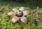 Geastrum michelianum x is a fungus found in the detritus and leaf litter of hardwood forests around the world