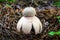 Geastrum rufescens