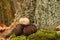 Geastrum rufescens fungus