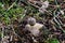 Geastrum rufescens fungus, commonly known as the rosy earthstar