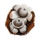 Geastrum triplex or collared, saucered or triple earthstar mushroom closeup digital art illustration. Boletus has grey fruit body