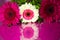 Gebera on a pink background Mother\\\'s Day birthday