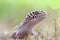 Gecko, animal, reptile, wildlife, nature,