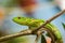 Gecko at the Botanical Garden