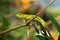 Gecko at the Botanical Garden