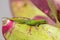 Gecko Bromeliad