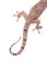 Gecko climbing
