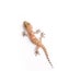 Gecko climbing