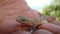 Gecko - close up reptile on the hand Amazing Camouflage Animals, Camouflage lizards It`s also called Mediterranean house gecko, ak