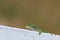 Gecko closeup sideways