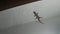 A Gecko Crawls on a Wall in a Tropical Bungalow at Night, Africa, Zanzibar