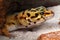 Gecko Eublepharis macularius