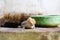 gecko fell from the wall into water tank and climbed on edge of the basin