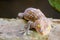 gecko fell from wall into water tank and climbed on edge of basin